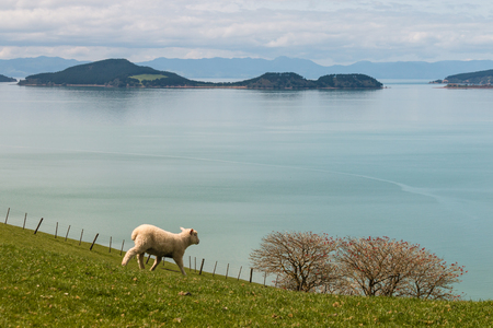 isolated lamb on grassy meadow in Duder Regional Parkの写真素材