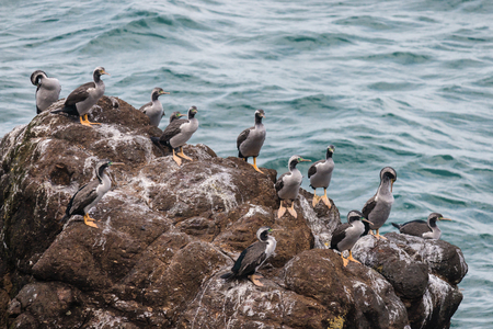 spotted shags colonyの写真素材