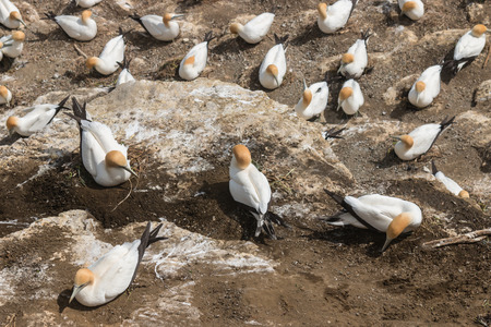 gannets nesting on cliffsの写真素材