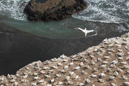 gannet soaring above nesting colonyの写真素材