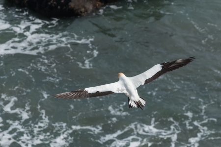 soaring gannetの写真素材