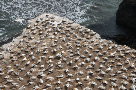 Australasian Gannets nesting on cliffsの写真素材