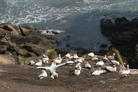 gannets nesting on cliffs above seaの写真素材