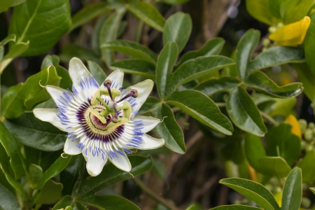 blue passion flowerの写真素材
