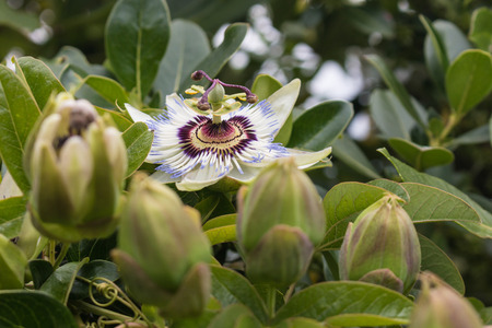 blue passion flower with budsの写真素材