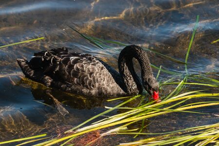 black swan feeding on aquatic plantの写真素材