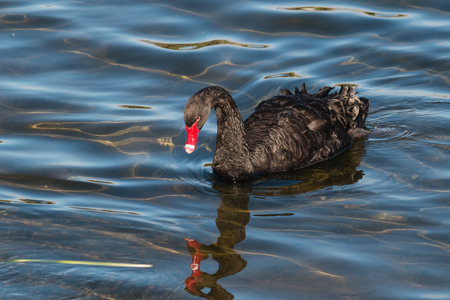 black swan reflecting on lake surfaceの写真素材