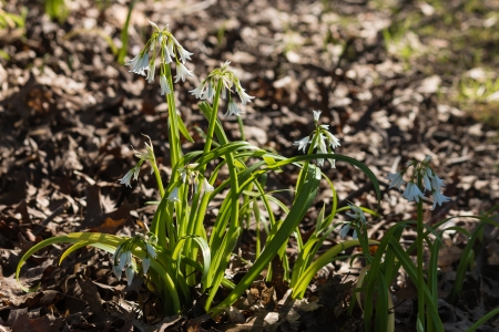 wild garlic growing in woodland in early springの写真素材