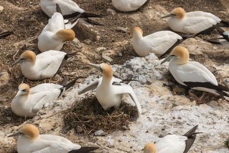 detail of gannets nesting in colonyの写真素材