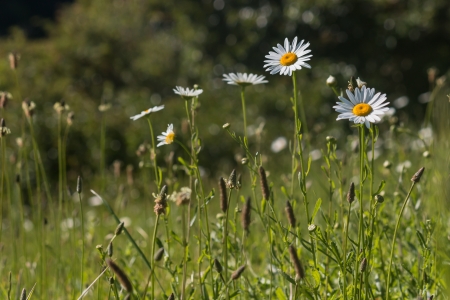 wildflower meadow in springtimeの写真素材