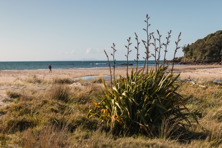 Harakeke growing on beachの写真素材