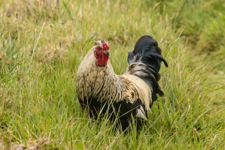 detail of rooster on green meadowの写真素材