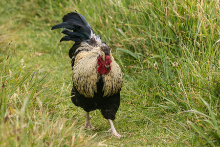rooster walking on grassの写真素材