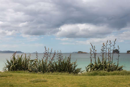 harakeke plants growing on coastの写真素材