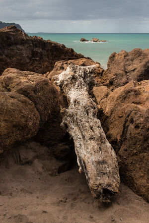 driftwood on volcanic rocksの写真素材