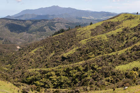 forested valley in Coromandel Rangesの写真素材