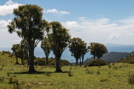 Dracaena trees growing in Coromandel Peninsulaの写真素材