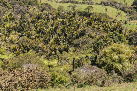 Nikau palms grove in Coromandel Rangesの写真素材