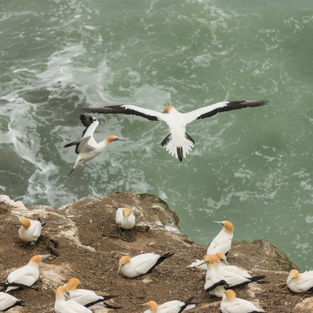 landing gannetsの写真素材