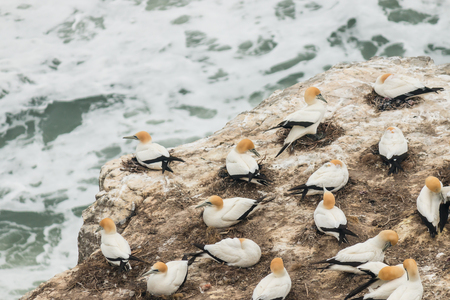 gannets nesting on cliffs above ocean wavesの写真素材