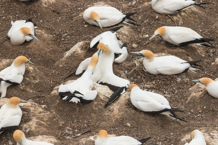 Australasian Gannets competing for nestの写真素材