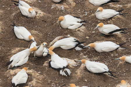 gannets in attackの写真素材