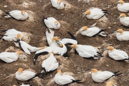 gannets fighting over nestの写真素材