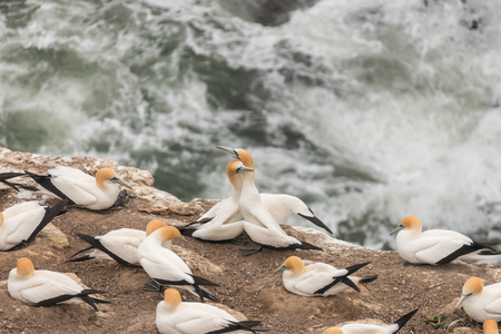 courting gannetsの写真素材