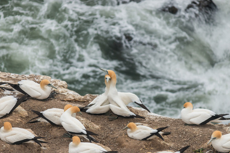 gannets in courtship ritualの写真素材