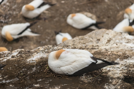 sleeping gannetの写真素材