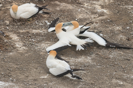Australasian Gannets in fightの写真素材