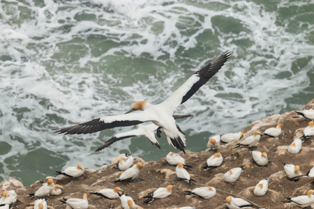 gannets soaring above colony nesting on cliffsの写真素材