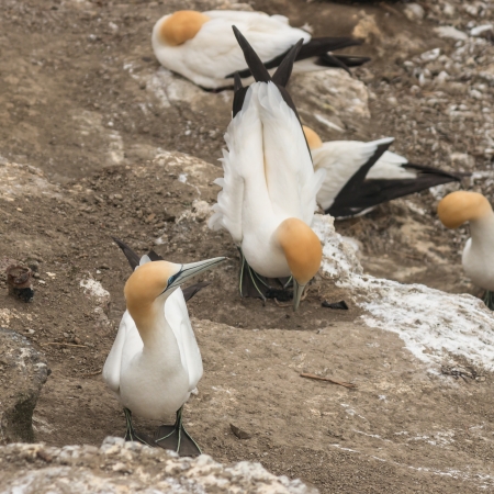 detail of nesting gannetsの写真素材