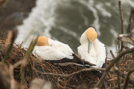 detail of nesting gannetsの写真素材