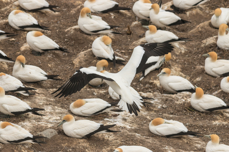 gannet landing at nesting colonyの写真素材