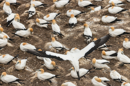 gannet soaring above nesting colonyの写真素材