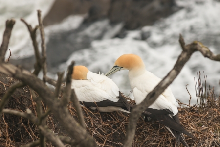pair of nesting gannetsの写真素材