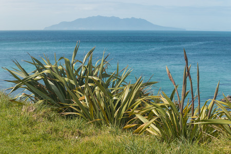 New Zealand flax with Little Barrier Island on horizonの写真素材