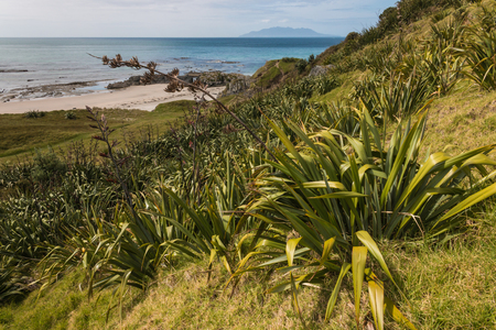 New Zealand flax growing on slope in Omaha Bayの写真素材