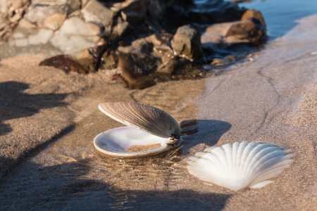 scallop shells on beach at low tideの写真素材