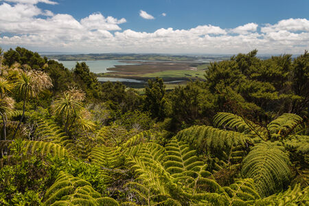 tropical rainforest in New Zealandの写真素材