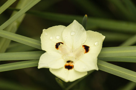 yellow libertia flower head 