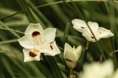 yellow libertia flowersの写真素材