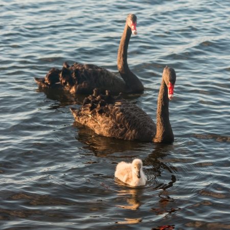 two black swans with cygnetの写真素材