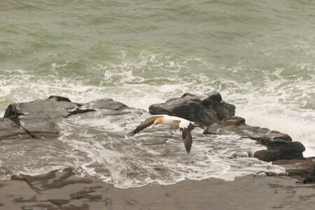 Australasian Gannet in flight above crashing wavesの写真素材
