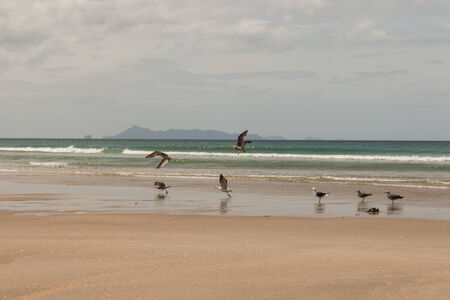 taking off seagulls at Pakiri Beach の写真素材