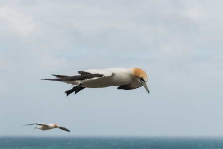 detail of soaring gannetsの写真素材