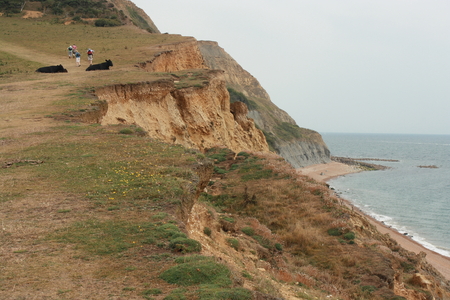 black cows lying on the edge of erosed cliffsの写真素材