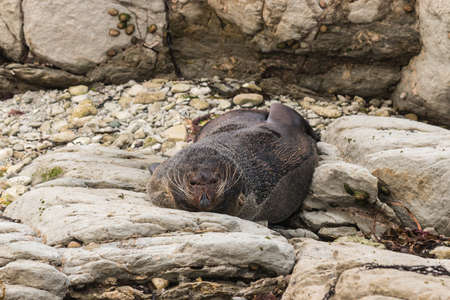 lazy fur seal basking on rocksの写真素材