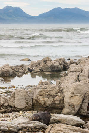 fur seal  sleeping on rocky beach in Kaikouraの写真素材